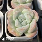 Echeveria Ice Jade - Image 2