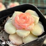 Echeveria Bright Moon - Image 2