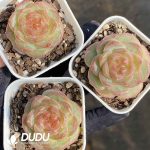 Echeveria Cold Autumn Jenny - Image 2