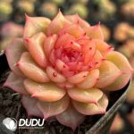 Echeveria Exquisite Jade Linglong - Image 2