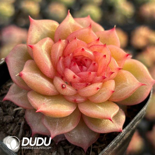 Echeveria Exquisite Jade Linglong - Image 2
