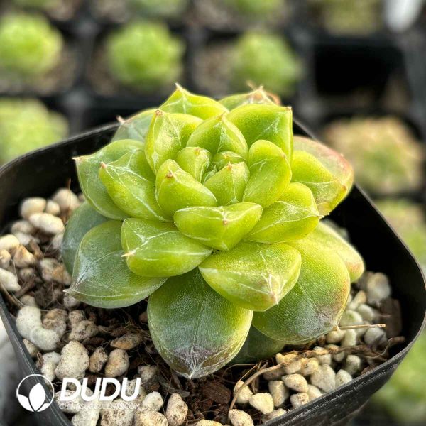 Echeveria Seven-Up - Image 2