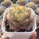 Echeveria Ocean Star - Image 2