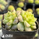 Echeveria Seven-Up Double Head - Image 2