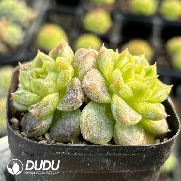 Echeveria Seven-Up Double Head - Image 2