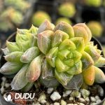 Echeveria Seven-Up Clustering - Image 2