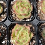 Echeveria Sugar Heart Y26 - Image 2