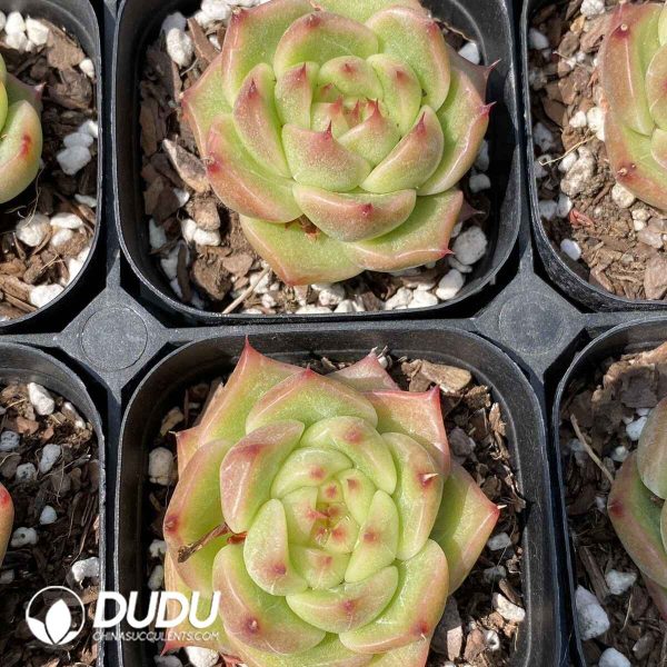 Echeveria Sugar Heart Y26 - Image 2