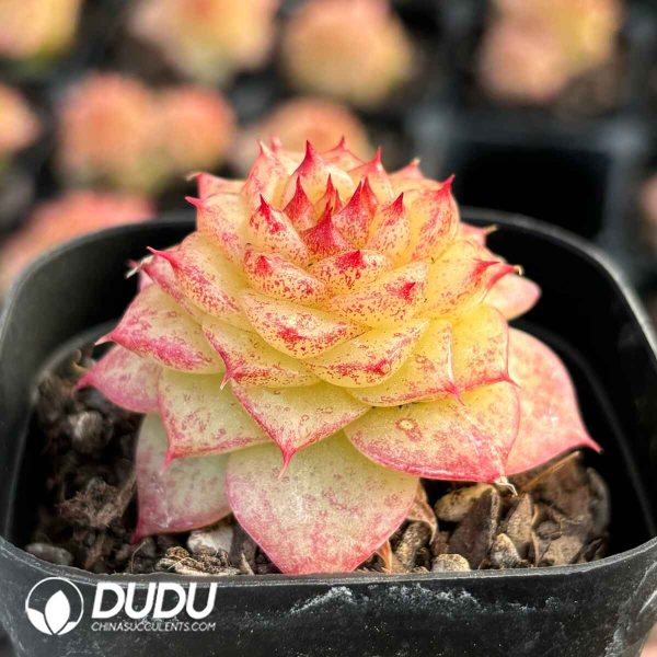 Echeveria N21 - Image 2