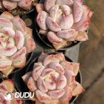 Echeveria Monroe Hybrid - Image 2