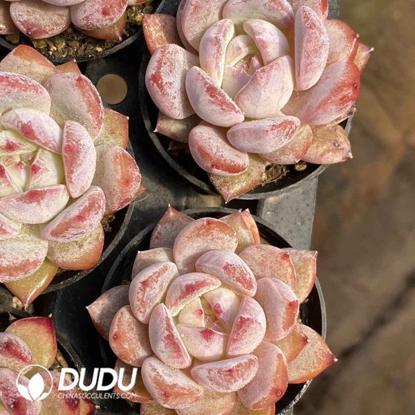 Echeveria Monroe Hybrid - Image 2