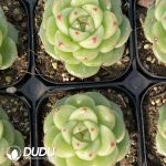 Echeveria M121 - Image 2