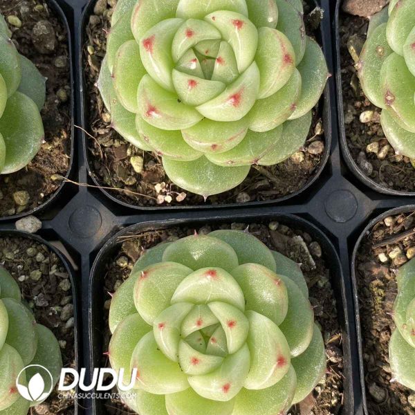 Echeveria M121 - Image 2