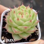 Echeveria Jasmine Tea - Image 2