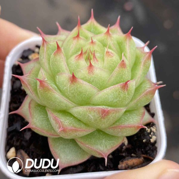 Echeveria Jasmine Tea - Image 2