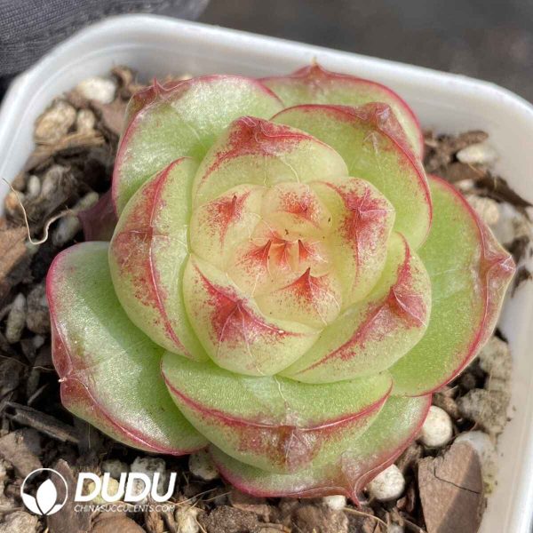 Echeveria Green Glow Jenny - Image 2