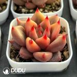 Echeveria Soul - Image 2