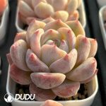Echeveria Ice Soul Hybrid - Image 2