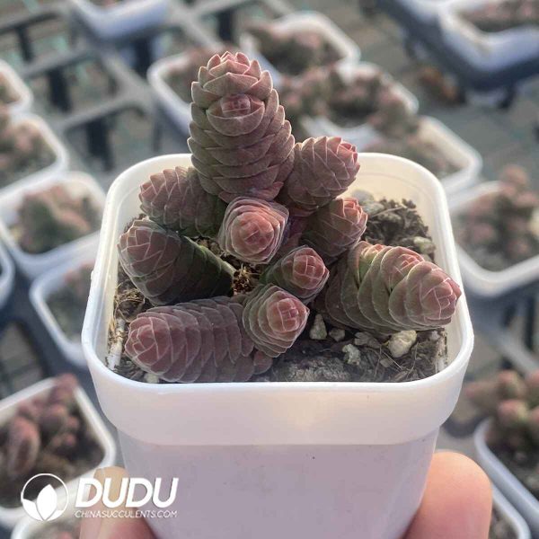 Crassula Columnella Clustering - Image 2