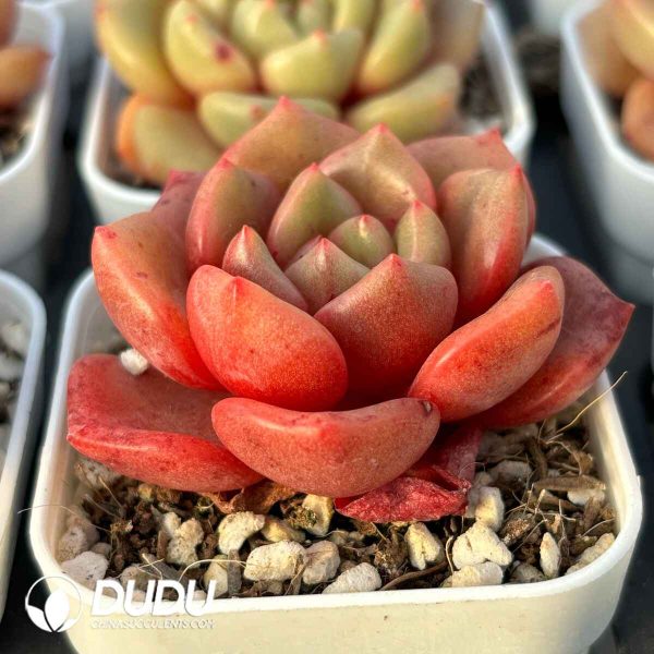 Echeveria Flower Bud - Image 2
