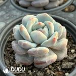 Echeveria Yu Furong Monstrose - Image 2