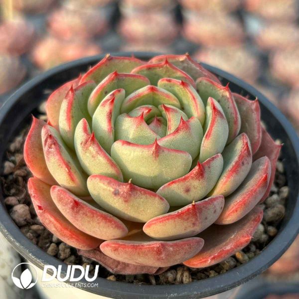 Echeveria Qin Hai - Image 2