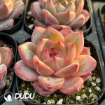 Echeveria Xia Luo - Image 2