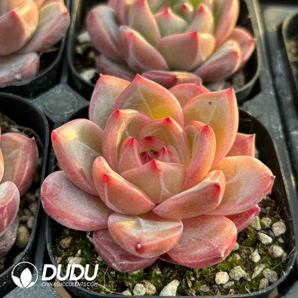 Echeveria Xia Luo - Image 2