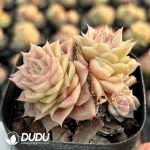 Echeveria Rose Wheat Straw Double head - Image 2