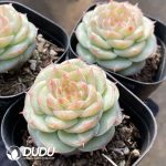 Echeveria Caramel Macchiato - Image 2