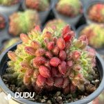 Echeveria Carol Cristata - Image 2