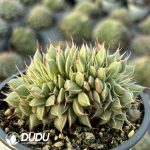 Graptoveria Silver Star Cristata - Image 2