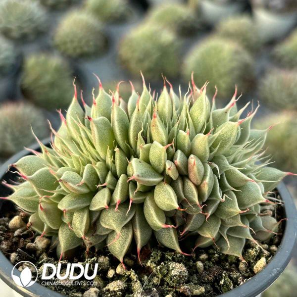 Graptoveria Silver Star Cristata - Image 2