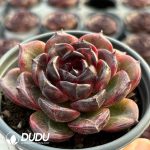 Echeveria Iceland Coffee - Image 2