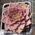 Echeveria Summer Beauty - Image 2