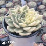 Echeveria Erika Variegated - Image 2