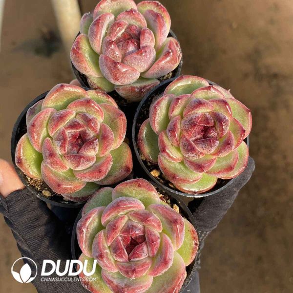 Echeveria Dark Plum - Image 2