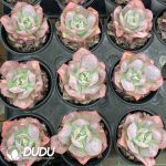 Echeveria Garden Cottage - Image 2