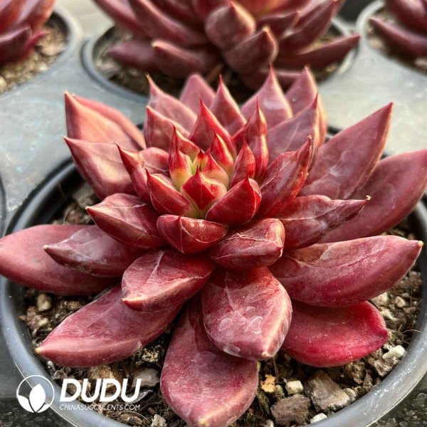 Echeveria Devil Soul - Image 2