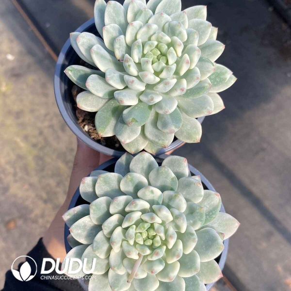 Echeveria Blue Apple Variegata - Image 2