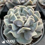Echeveria Yunyao Fairy - Image 2