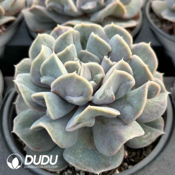 Echeveria Yunyao Fairy - Image 2