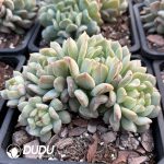 Echeveria Rock Sugar Mint Clustering - Image 2