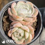 Echeveria Macchiato - Image 2