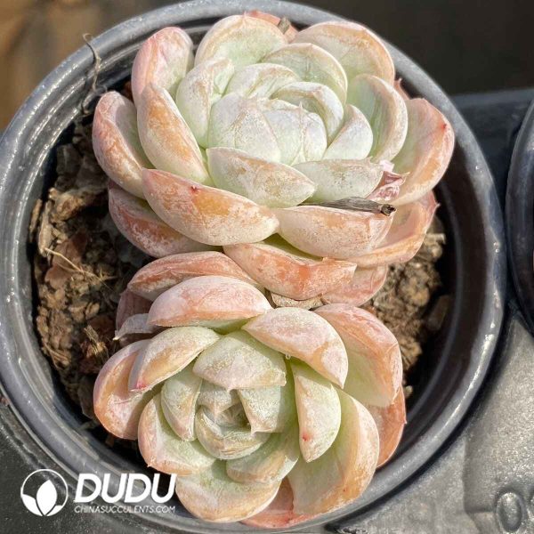 Echeveria Macchiato - Image 2