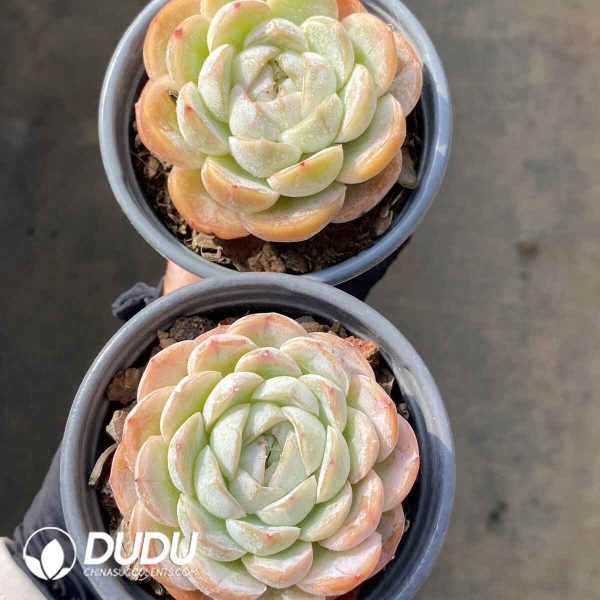 Echeveria Macchiato Double head - Image 2