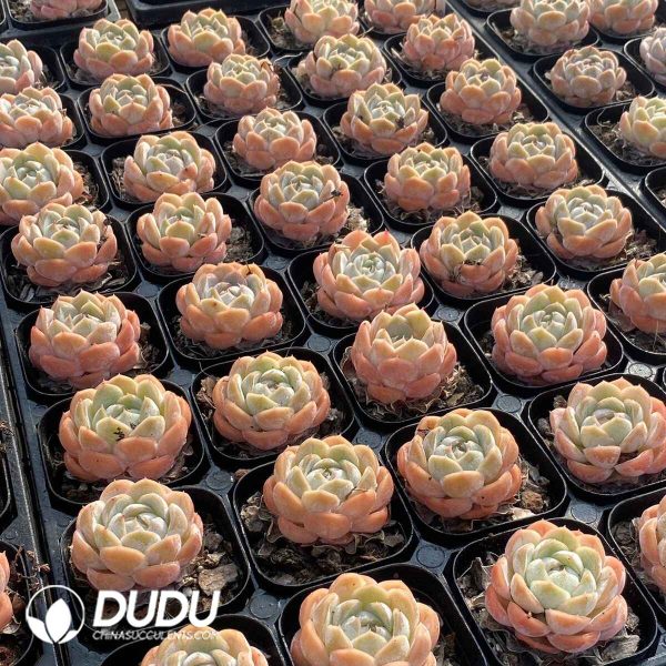 Echeveria Macchiato - Image 2