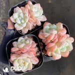 Echeveria Frost Flower Double Head - Image 2