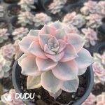 Graptopetalum Purple Delight Variegated - Image 2