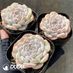 Echeveria Cappuccino - Image 2